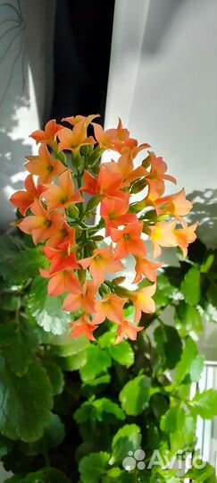 Каланхоэ цветущий