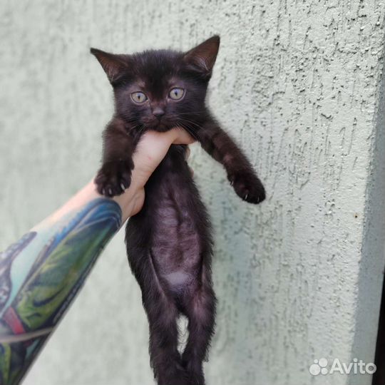 Кошка в дар бесплатно