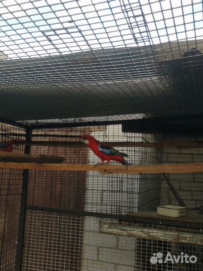 Попугай розелла