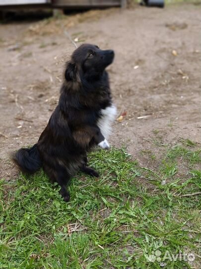 Щенки таксы