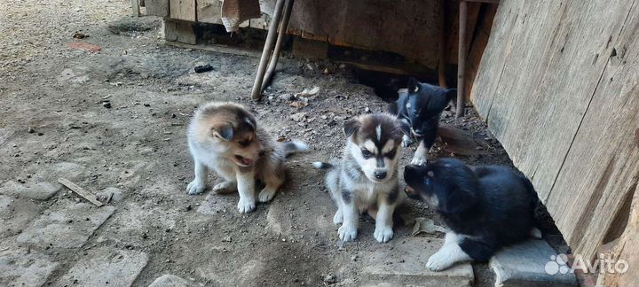 Отдам щенят. Игривые