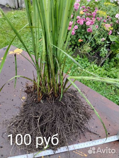 Ирис сибирский