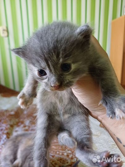 Котята мейн-кун метис