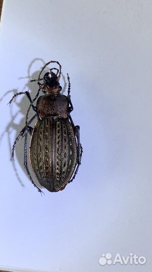 Жук жужелица решётчатая Carabus cancellatus