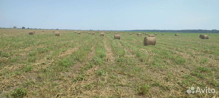 Сено в тюках суданка
