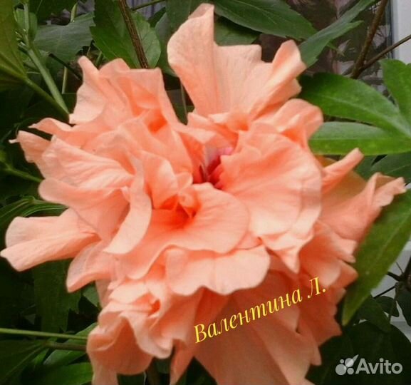 Комнатные гибискусы укорененные черенки