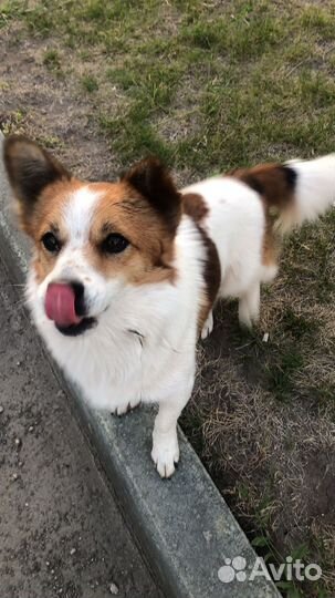 Собака потерялась