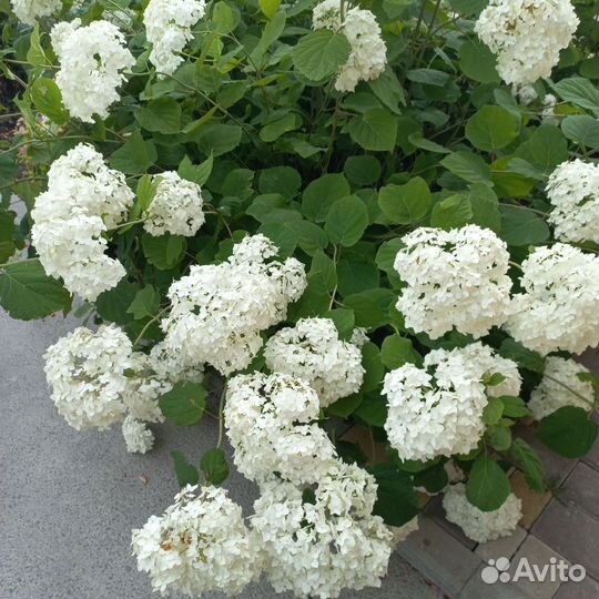 Гортензия саженцы
