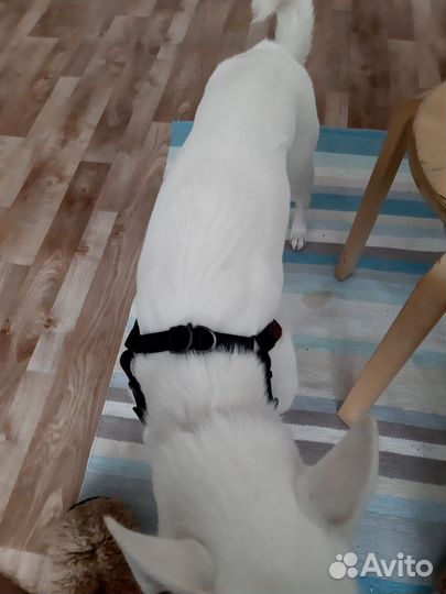 Шлейка для средней собаки