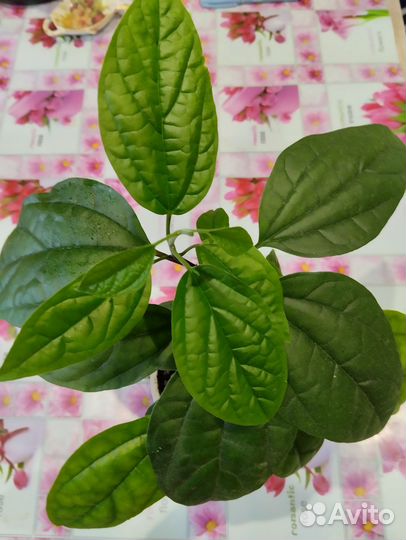 Цветы комнатные традесканции