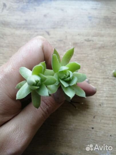 Молодило, каменная роза