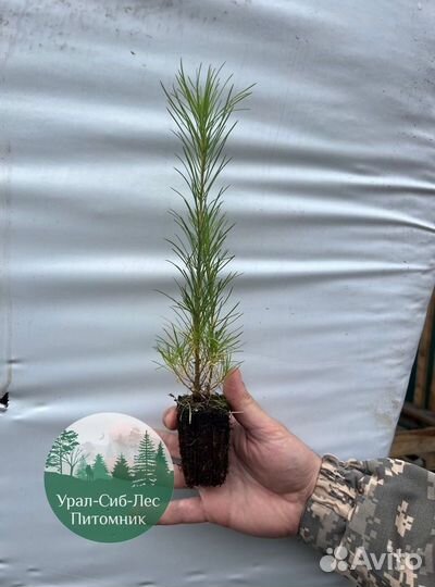Сеянцы зкс Сосна окс Ель Лиственница Горная
