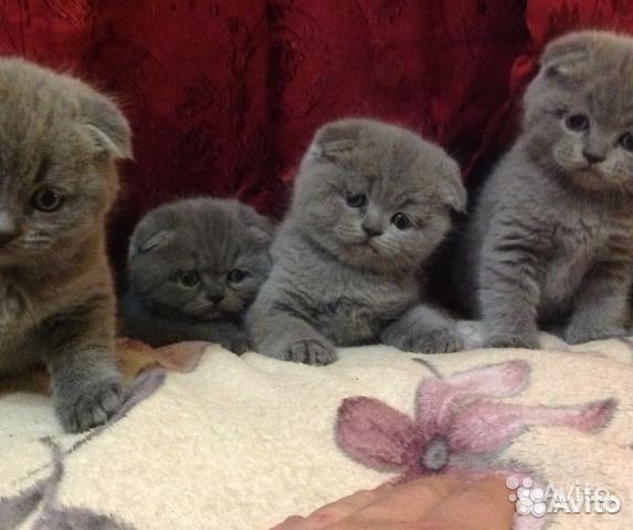 Голубые скоттиш фолд