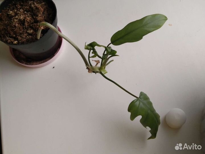 Филодендрон