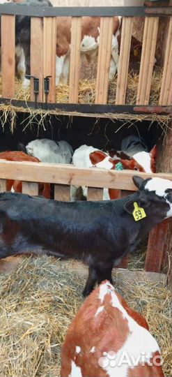 Телята. Доставка