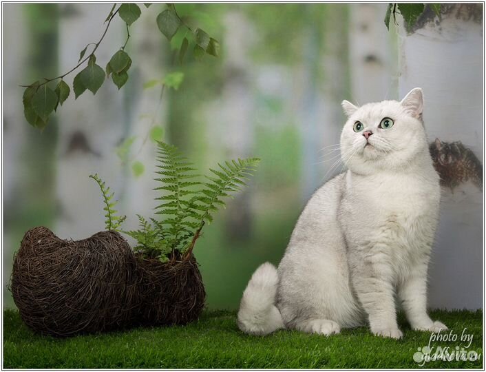 Шотландский страйт Серебристая шиншила Вязка