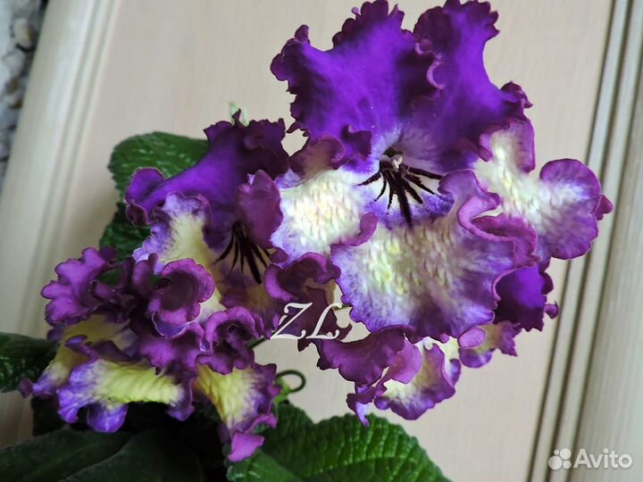 Стрептокарпусы желтоцветковые и не только