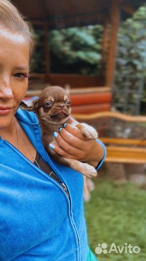 Шоколадный мальчик чихуахуа