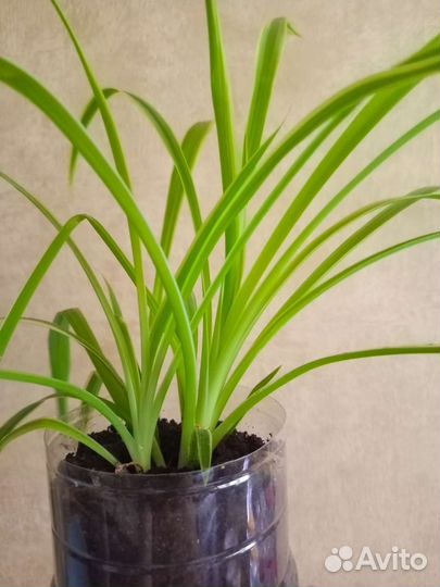Хлорофитум полосатый
