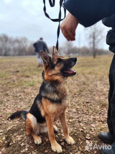 Шанс для Мухтара