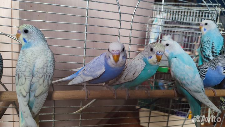 Птенцы волнистый попугай ручные