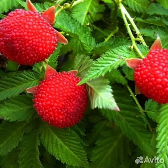 Тибетская малина