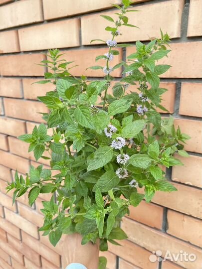 Траняные веники для бани