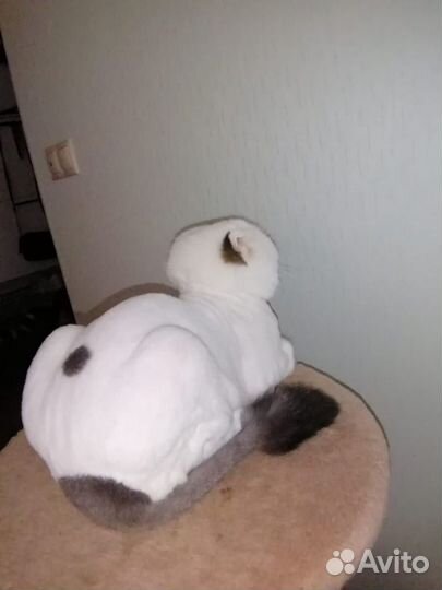 Стрижка кошек на дому Экспресс Линька