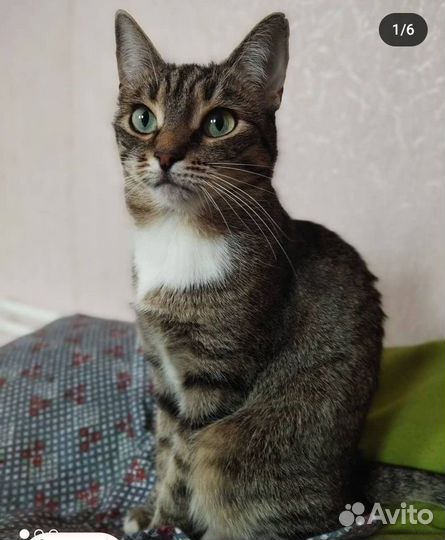 Святая маленькая кошечка