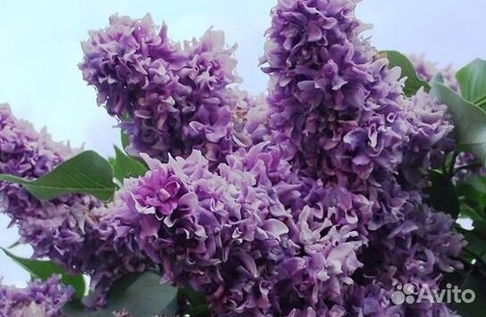 Сирень сортовая