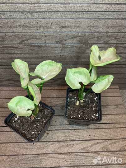 Сингониумы сортовые