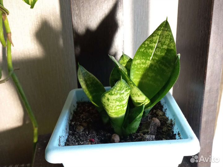 Сансевиерия ханни