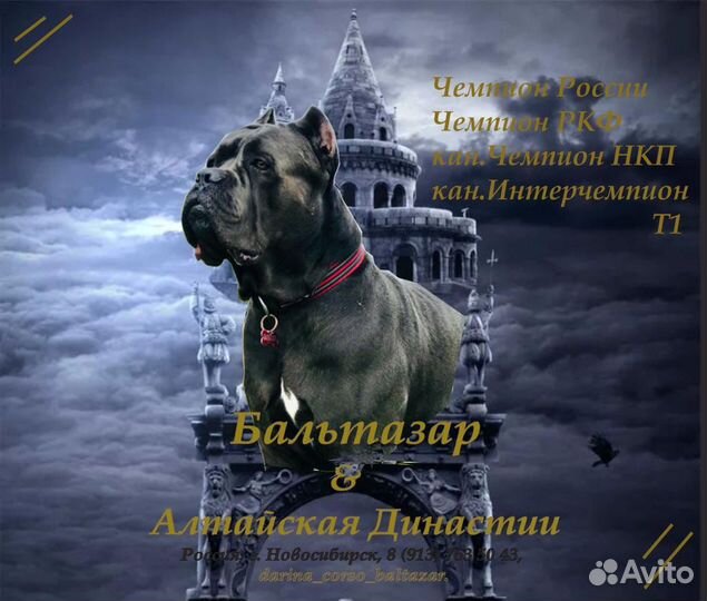 Кане корсо вязка