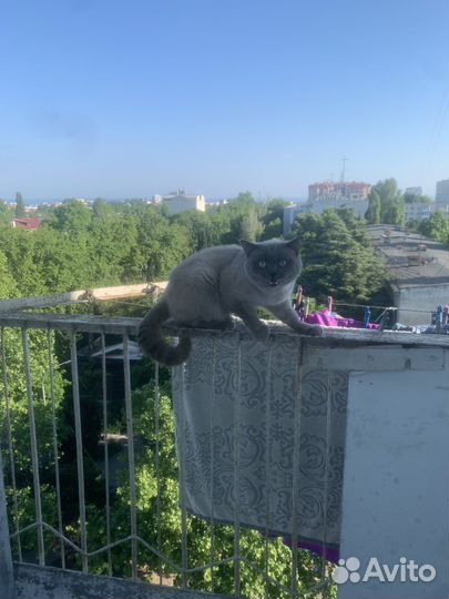 Британские котята
