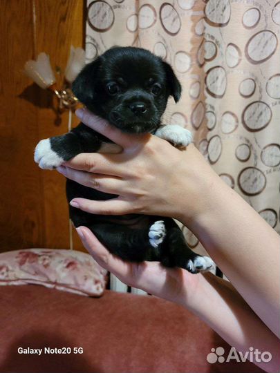 Чихуахуа помесь