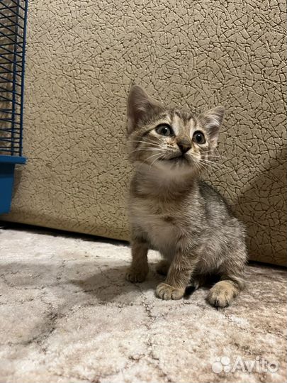 Котенок-девочка в дар