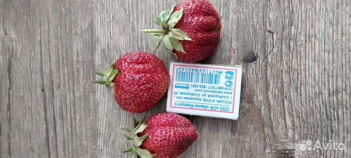 Рассада клубники