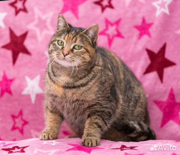 Котятки и взрослые в дар (приют для кошек)