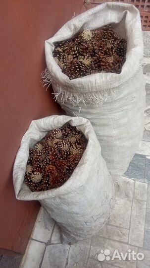 Шишки сосны