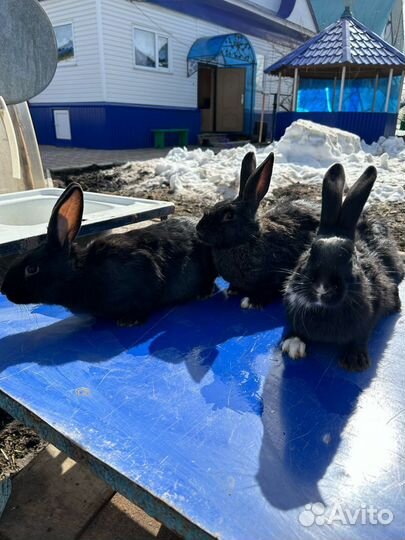 Кролики