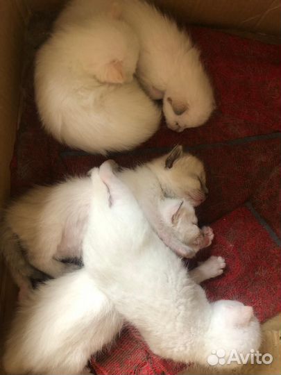 Котята в добрые руки