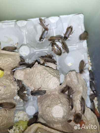 Кормовые мыши, Мраморный таракан