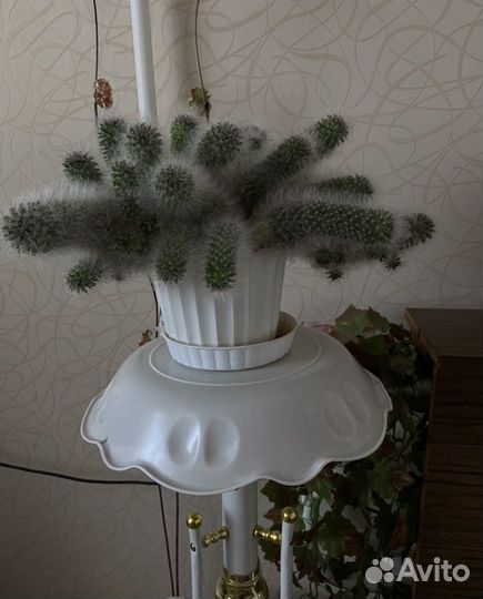 Пушистый кактус