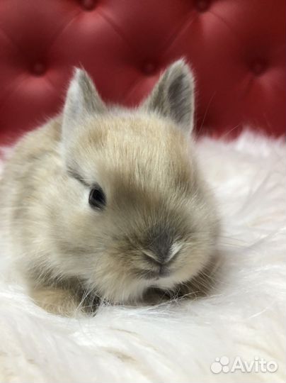 Карликовый кролик