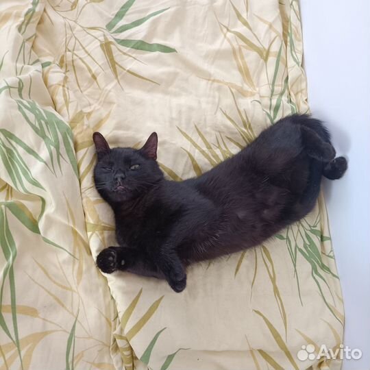 Котик Деймон, очень любит собак