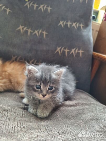 Котята мейн-кун метисы