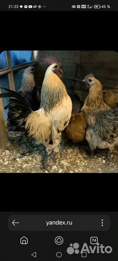 Куры несушки домашние