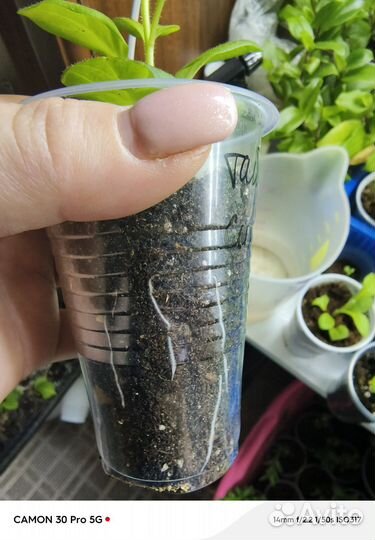 Петуния Тайдел Сильвер