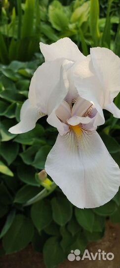 Садовые многолетники.Хоста, мускари и другие