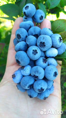 Саженцы голубики